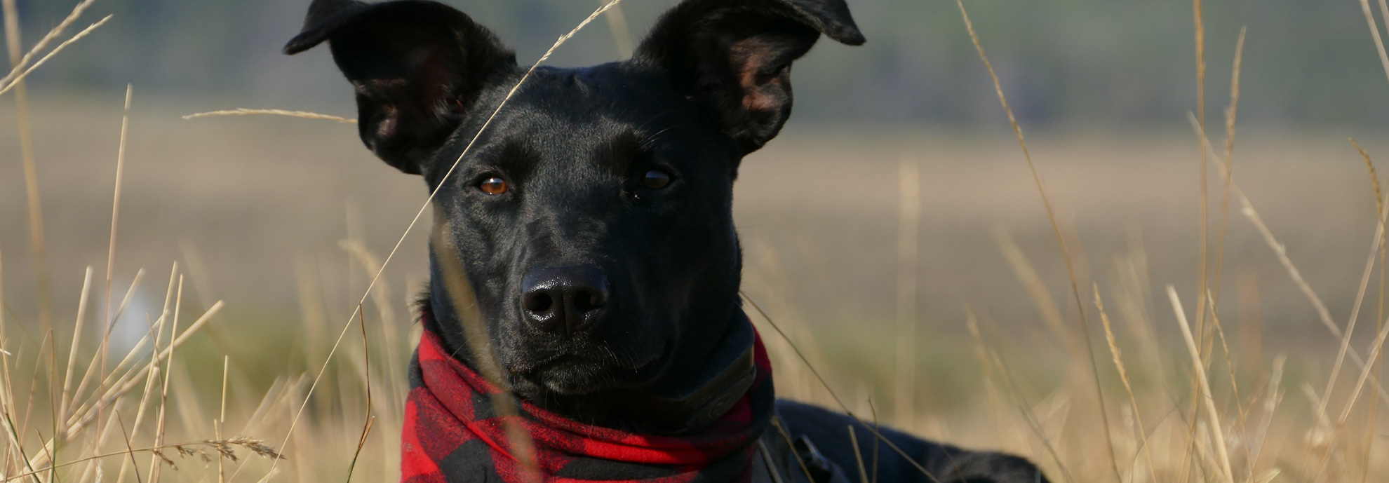 elektro-leopold-header-hundeheizplatte